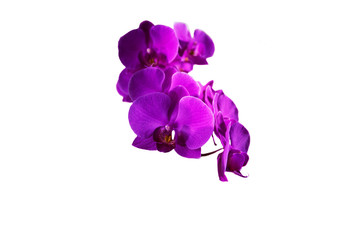 Fototapeta na wymiar orchid, flower, pink, purple, beauty, blossom, flowers, beautiful, petal, violet, branch, spring, bloom, floral, flora, tropical, phalaenopsis, green, decoration, bouquet, orchids