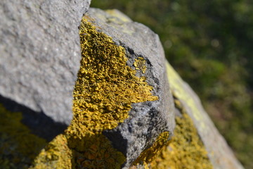 Rock Moss