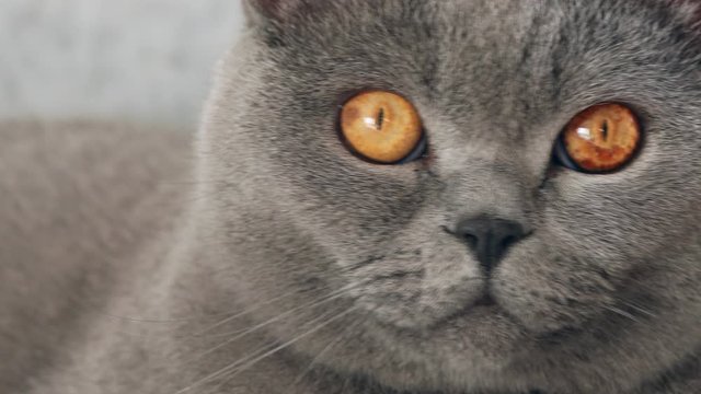 british cat with big eyes, grey cat