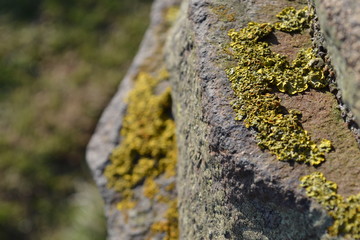 Rock Moss