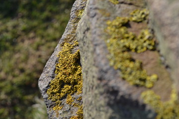 Rock Moss