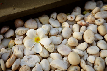 White flowers on white pebble stones 