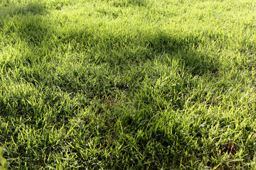 Relaxing grass with some tree shadows on a park in Buenos Aires, Argentina