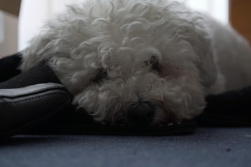 Bichon Frise Close Up