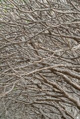 The surface and branches of the Plumeria tree are numerous, Abstract art Background.