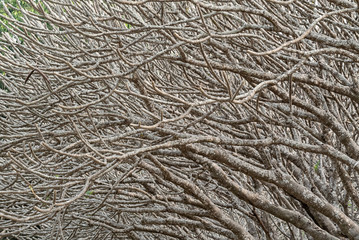 The surface and branches of the Plumeria tree are numerous, Abstract art Background.