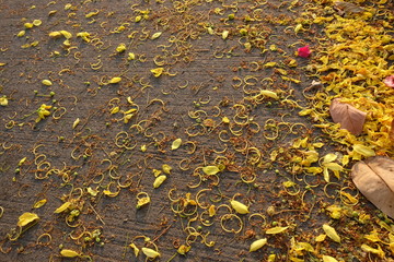 Morning sunlight Affecting the flower petals on the road The summer season creates a simple and beautiful view.