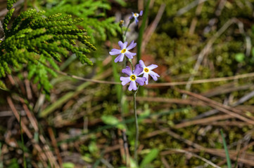 Bird’s-eye primrose also known as Primula mistassinica In Bruce Peninsula Canada. It is a flowering herb of the genus Primula. It is native to the northeastern United States and much of Canada.