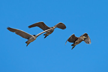 Black-Crowned Night Heron in Delta de Ebre
