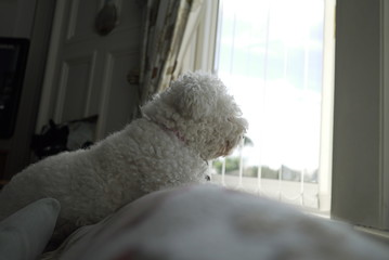 Bichon Frise Looking Out of The Window