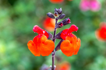 Salvia 'Royal Bumble' an herbaceous crimson red perennial spring summer flower plant commonly known as sage