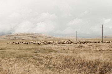 Fototapeta na wymiar A herd of sheep on a meadow on a cloudy day.