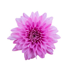 Pink flower chrysanthemum. Garden flower. white isolated background with clipping path.