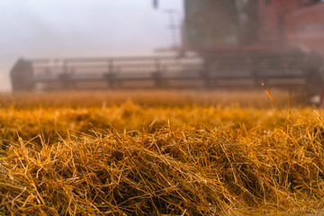Combine harvester in action on wheat field. Wheat Harvesting.