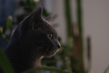 The big cat looks thoughtfully. The British Shorthair
