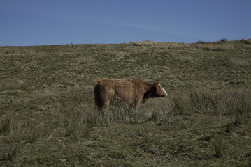 Highland Cow