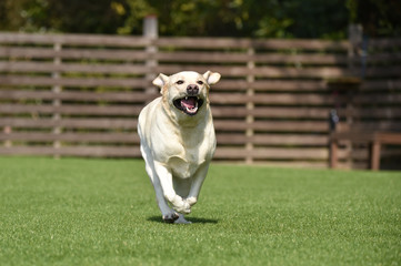 ラブラドールレトリーバー