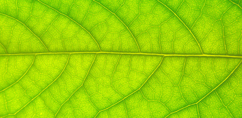 Naklejka na ściany i meble Tree leaf texture as background. Closeup