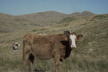 Highland Cow