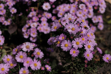 Obraz premium butterfly feeding on Aster flower in a summer midwestern prairie.