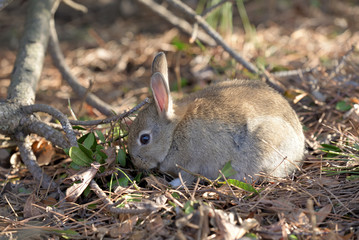 Little European rabbit, on the island of Ohkunoshima in Hiroshima Prefecture. Japan