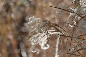 Chinese silver grass, Miscanthus sinensis, Close up