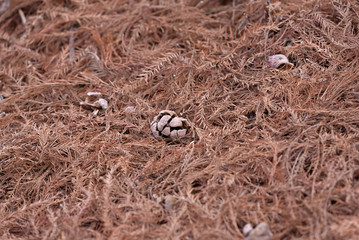 Fallen leaves of bald cypress, Taxodium distichum