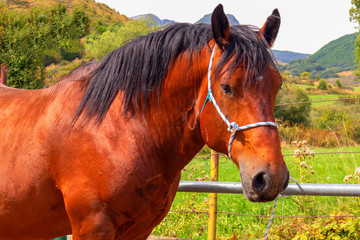 Obraz premium Animales