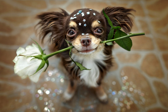 brown chihuahua dog holding a white rose in mouth, portrait indoors