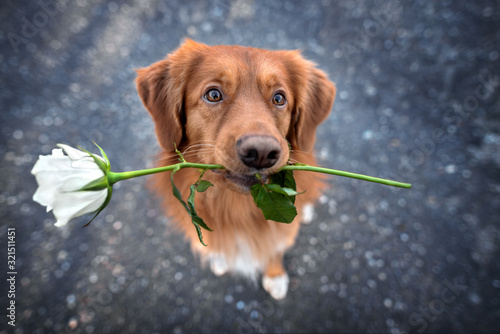 beautiful retriever dog holding a white rose in mouth, top view portrait outdoors