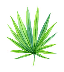 Watercolor bright green tropical palm leaf.