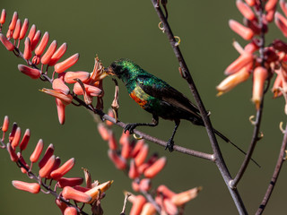 Beautiful Sunbird was enjoying the plentiful nectar of the Aloe vera flower. Lake Baringo, Kenya.