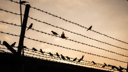 Birds flying