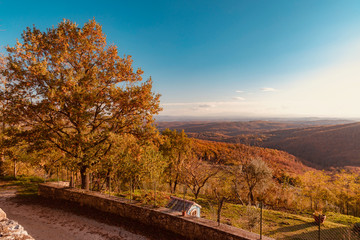 forest with autumn colors in Tuscany