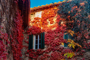 window with ivy in ancient building