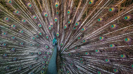 Fotobehang peacock in myanmar © Philipp