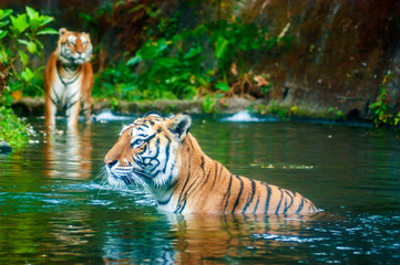 Fototapeta na wymiar Tiger swimming in the water