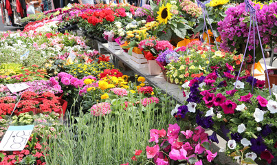 colorful flowers for sale in a Dutch nursery