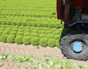 wheel of Tractor on the cultivated field of lettuce