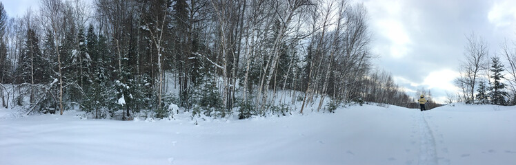 Paysage de la forêt canadienne en hiver