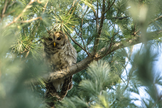 Barred owl perching well hidden in a tree