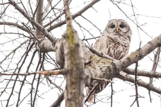 Barred owl perching in a tree
