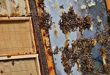 Fototapete bei efototapeten.de bestellen   