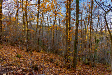 Obraz premium forest with autumn colors in Tuscany