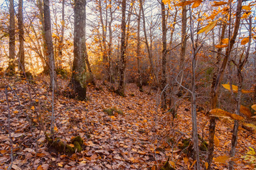 forest with autumn colors in Tuscany
