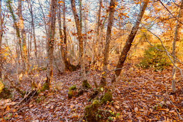 Obraz premium forest with autumn colors in Tuscany