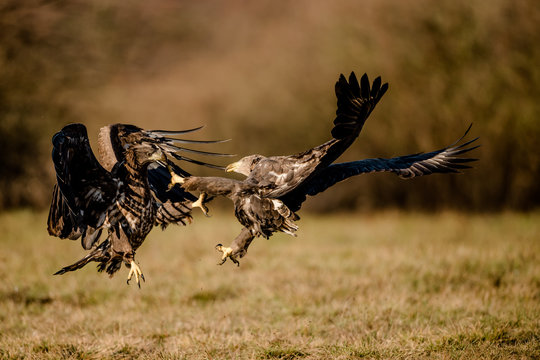 Two white-tailed eagle fighting