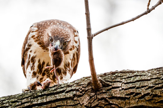 Red-tailed hawk with prey perching on a branch