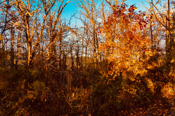 forest with autumn colors in Tuscany