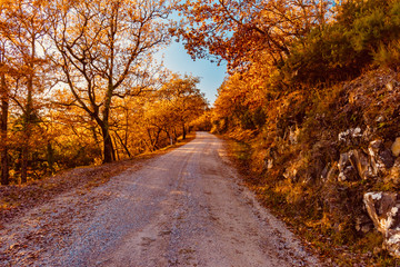 road in the woods with autumn colors in Tuscany
